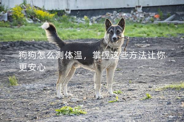 狗狗怎么測體溫，掌握這些方法讓你更安心
