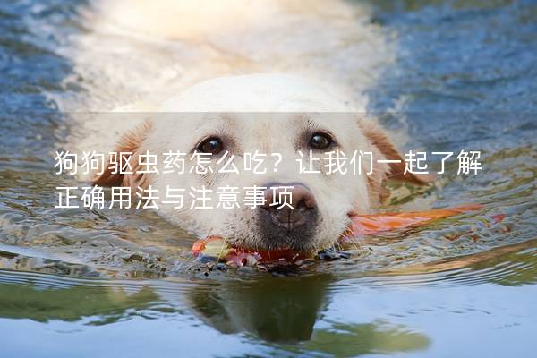 狗狗驅蟲藥怎么吃？讓我們一起了解正確用法與注意事項