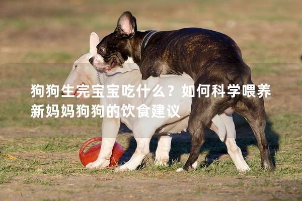 狗狗生完寶寶吃什么？如何科學喂養新媽媽狗狗的飲食建議