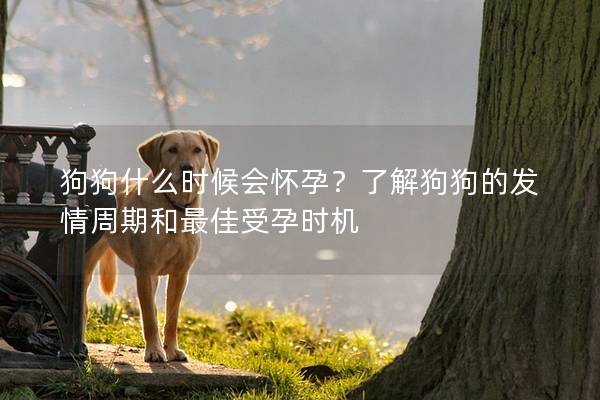 狗狗什么時候會懷孕？了解狗狗的發情周期和最佳受孕時機