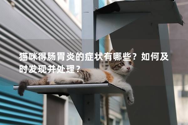 貓咪得腸胃炎的癥狀有哪些？如何及時發現并處理？