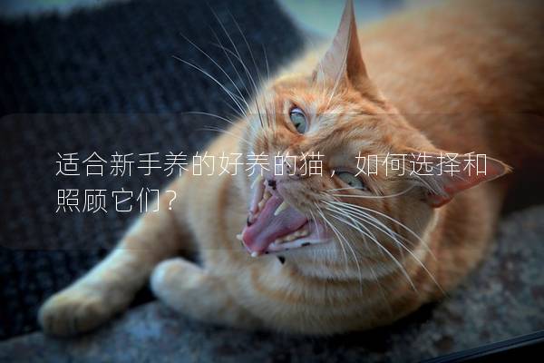 適合新手養的好養的貓，如何選擇和照顧它們？