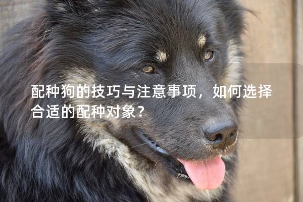 配種狗的技巧與注意事項,如何選擇合適的配種對象? 配種狗的技巧與注意事項,如何選擇合適的配種對象?