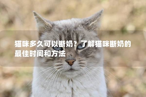 貓咪多久可以斷奶？了解貓咪斷奶的最佳時間和方法