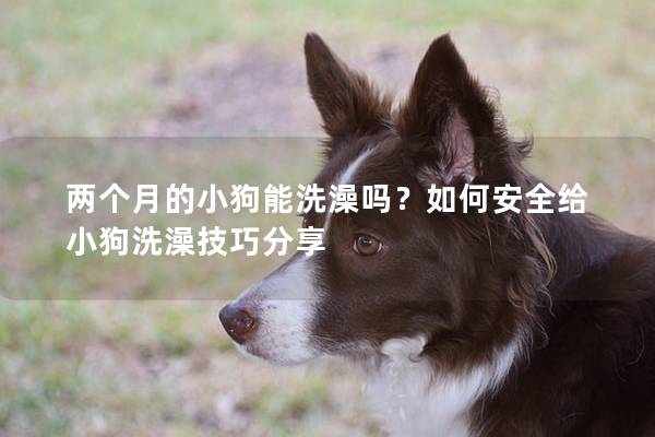 兩個月的小狗能洗澡嗎？如何安全給小狗洗澡技巧分享