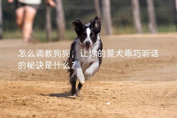怎么調教狗狗，讓你的愛犬乖巧聽話的秘訣是什么？