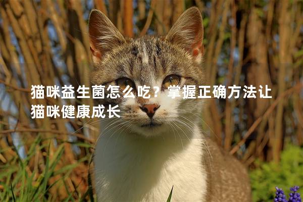 貓咪益生菌怎么吃？掌握正確方法讓貓咪健康成長