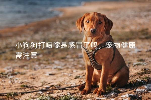 小狗狗打噴嚏是感冒了嗎，寵物健康需注意