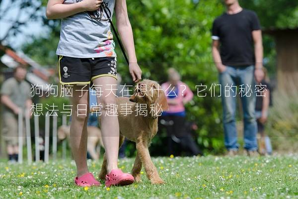 狗狗腦子每天在想什么？它們的秘密想法與日常趣事揭秘
