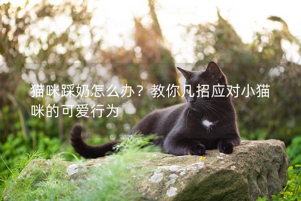 貓咪踩奶怎么辦？教你幾招應對小貓咪的可愛行為