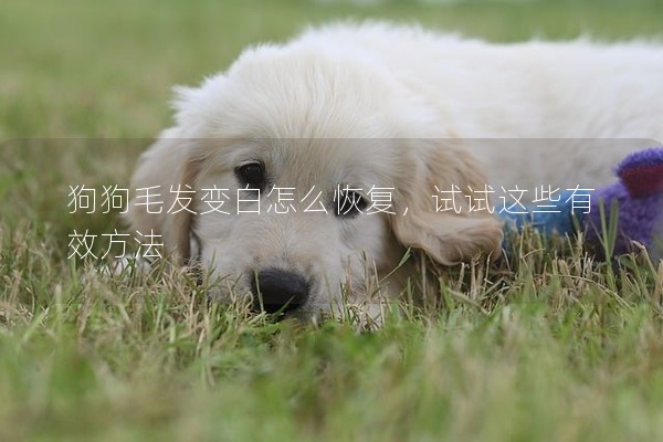 狗狗毛發變白怎么恢復，試試這些有效方法