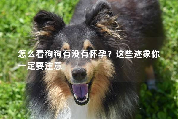 怎么看狗狗有沒有懷孕?這些跡象你一定要注意 怎么看狗狗有沒有懷孕?這些跡象你一定要注意