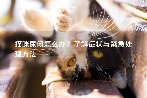 貓咪尿閉怎么辦？了解癥狀與緊急處理方法