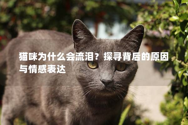 貓咪為什么會流淚？探尋背后的原因與情感表達