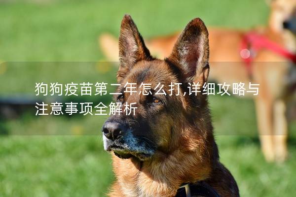 狗狗疫苗第二年怎么打,詳細(xì)攻略與注意事項(xiàng)全解析