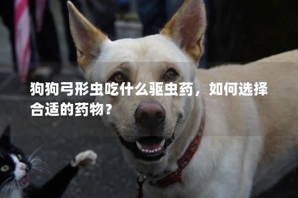 狗狗弓形蟲吃什么驅蟲藥，如何選擇合適的藥物？