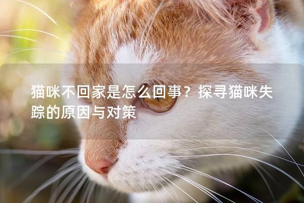 貓咪不回家是怎么回事？探尋貓咪失蹤的原因與對策