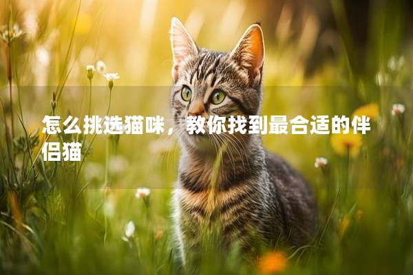 怎么挑選貓咪，教你找到最合適的伴侶貓