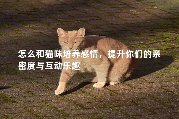 怎么和貓咪培養(yǎng)感情，提升你們的親密度與互動(dòng)樂趣