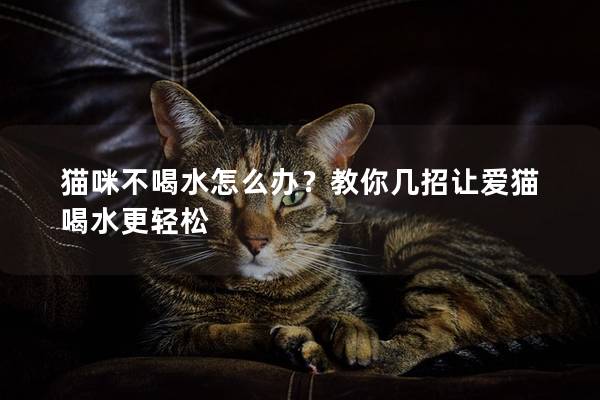 貓咪不喝水怎么辦？教你幾招讓愛(ài)貓喝水更輕松