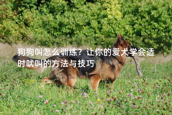 狗狗叫怎么訓練？讓你的愛犬學會適時吠叫的方法與技巧