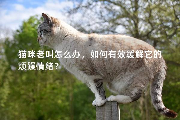 貓咪老叫怎么辦，如何有效緩解它的煩躁情緒？
