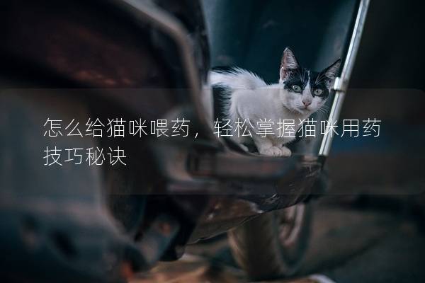 怎么給貓咪喂藥，輕松掌握貓咪用藥技巧秘訣