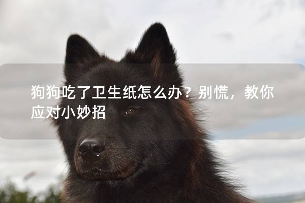 狗狗吃了衛(wèi)生紙怎么辦？別慌，教你應對小妙招