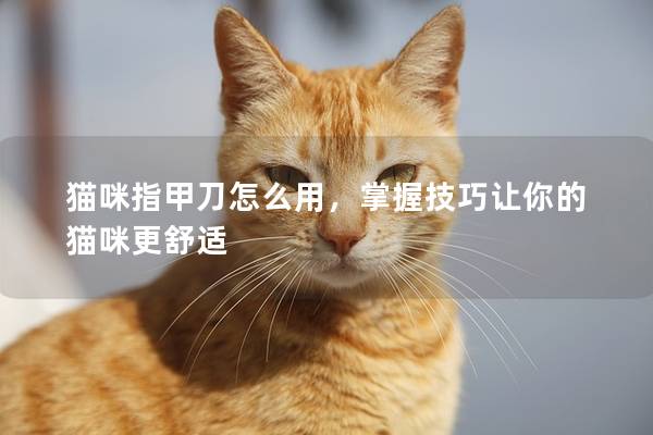 貓咪指甲刀怎么用，掌握技巧讓你的貓咪更舒適