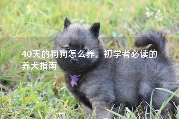 40天的狗狗怎么養(yǎng)，初學(xué)者必讀的養(yǎng)犬指南