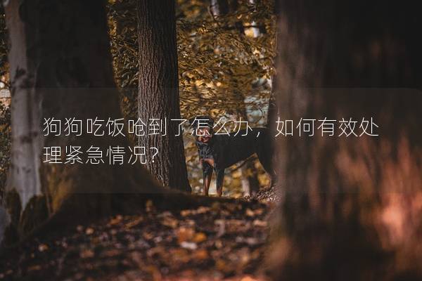 狗狗吃飯嗆到了怎么辦，如何有效處理緊急情況？