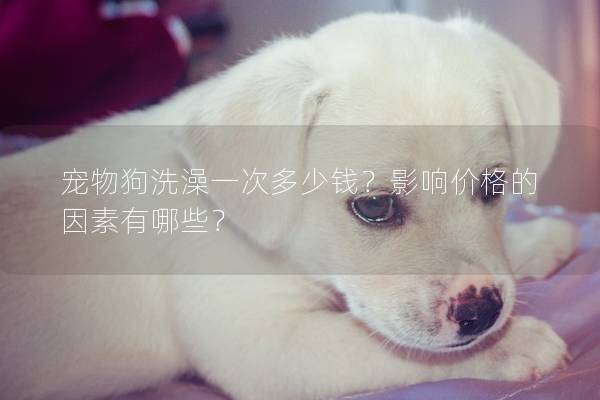 寵物狗洗澡一次多少錢？影響價格的因素有哪些？