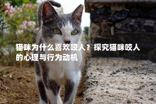 貓咪為什么喜歡咬人？探究貓咪咬人的心理與行為動機(jī)