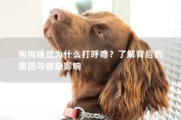 狗狗睡覺為什么打呼嚕？了解背后的原因與健康影響
