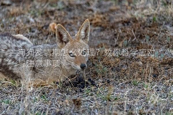 狗狗發(fā)情期怎么處理？教你科學(xué)應(yīng)對與注意事項
