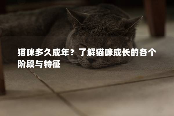 貓咪多久成年？了解貓咪成長的各個(gè)階段與特征