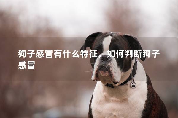 狗子感冒有什么特征，如何判斷狗子感冒