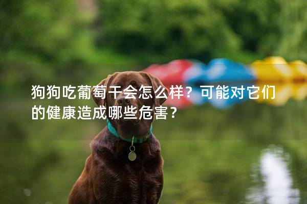 狗狗吃葡萄干會(huì)怎么樣？可能對(duì)它們的健康造成哪些危害？