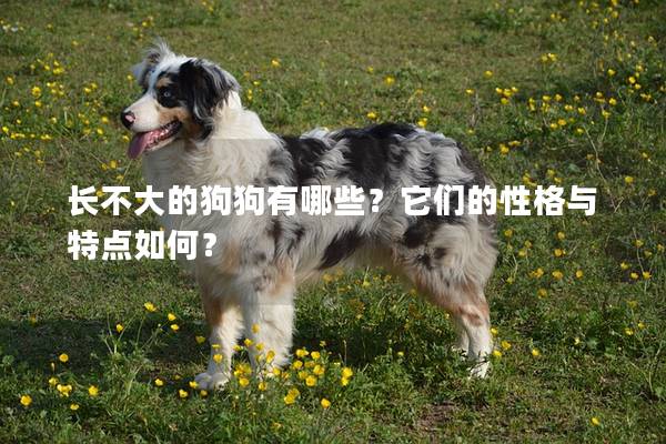 長不大的狗狗有哪些？它們的性格與特點如何？