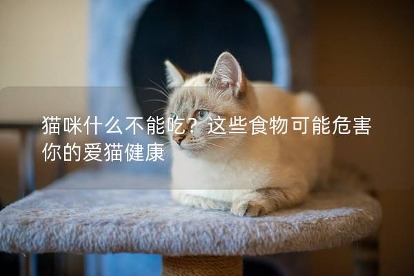 貓咪什么不能吃？這些食物可能危害你的愛貓健康