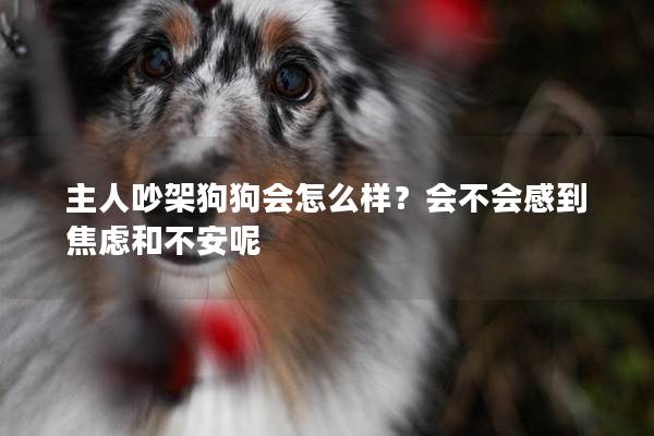 主人吵架狗狗會怎么樣？會不會感到焦慮和不安呢