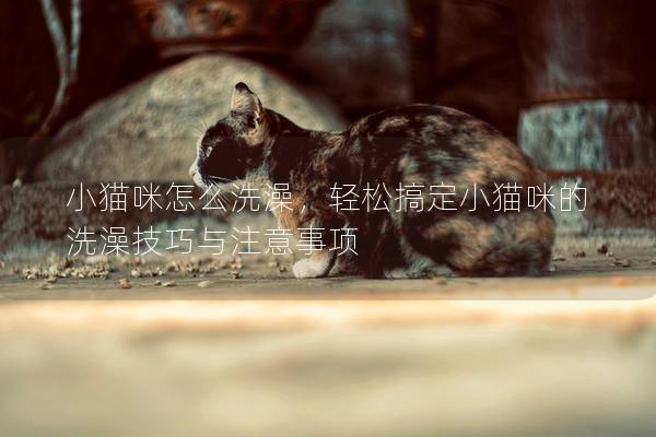 小貓咪怎么洗澡，輕松搞定小貓咪的洗澡技巧與注意事項