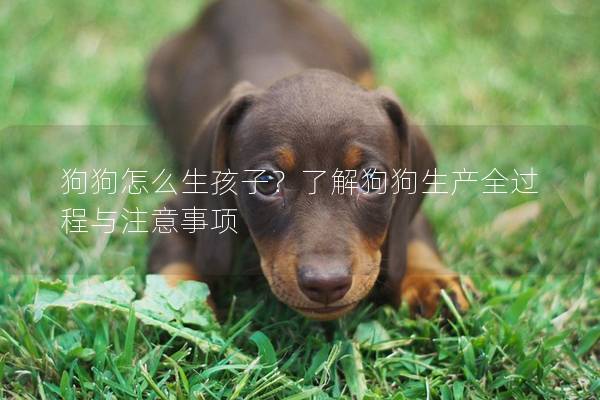 狗狗怎么生孩子？了解狗狗生產(chǎn)全過程與注意事項(xiàng)