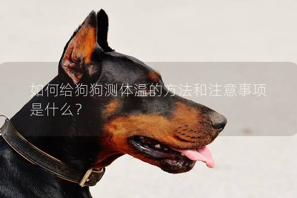 如何給狗狗測體溫的方法和注意事項是什么？