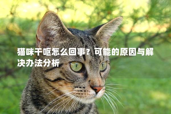 貓咪干嘔怎么回事？可能的原因與解決辦法分析
