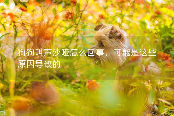 狗狗叫聲沙啞怎么回事，可能是這些原因導致的