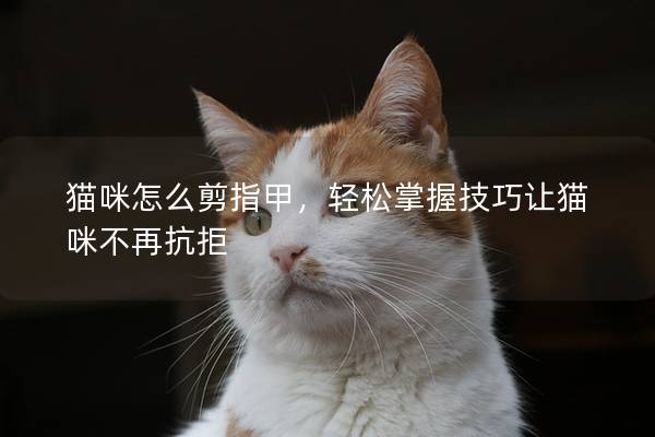 貓咪怎么剪指甲，輕松掌握技巧讓貓咪不再抗拒