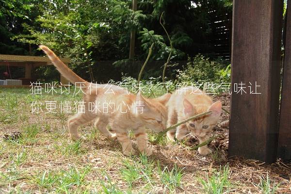 貓咪討厭什么氣味？了解這些氣味讓你更懂貓咪的心情