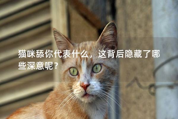 貓咪舔你代表什么，這背后隱藏了哪些深意呢？