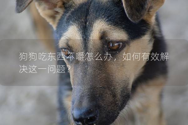 狗狗吃東西不嚼怎么辦，如何有效解決這一問題？
